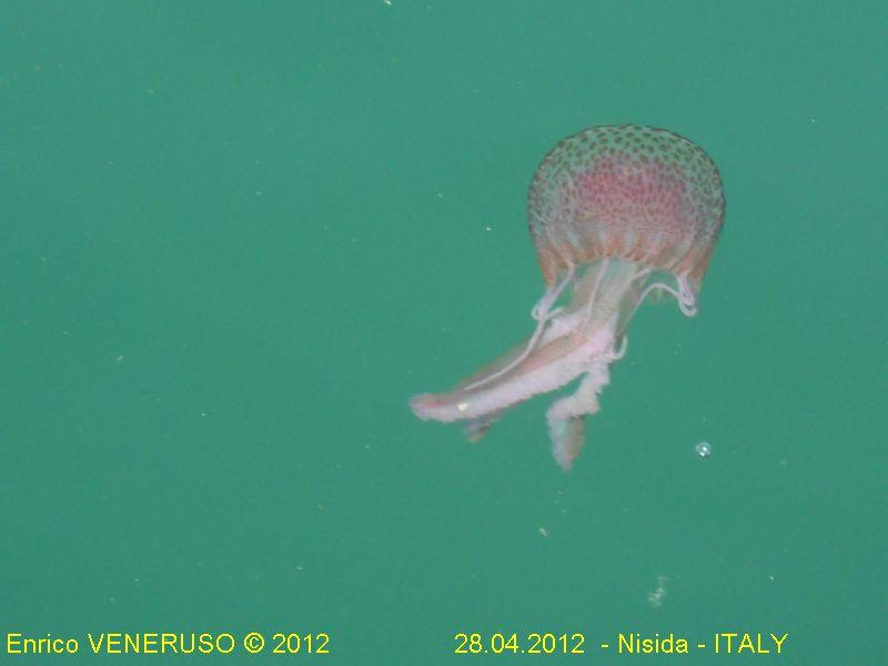 7 - Medusa - Jellyfish.jpg